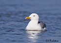 Larus argentatus